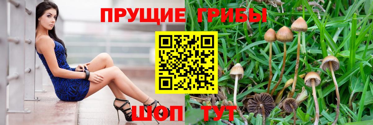 Псилоцибиновые грибы Psilocybine cubensis  Псилоцибиновые грибы ЛСД  Петрозаводск  Вход с VPN 